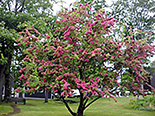 Tömbileheline viirpuu Crataegus laevigata ,Paul’s Scarlet’