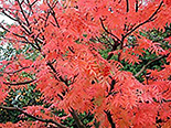 Pihlakas Sorbus ,Dodong’ 