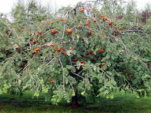 Harilik pihlakas Sorbus aucuparia ,Pendula’