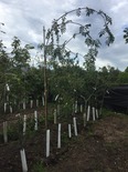 Harilik pihlakas Sorbus aucuparia ,Pendula’