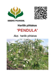 Harilik pihlakas Sorbus aucuparia ,Pendula’