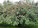 Harilik pihlakas Sorbus aucuparia ,Pendula’