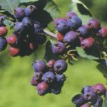 Saskatoon e. lepalehine toompihlakas Amelanchier alnifolia 'Thiessen'