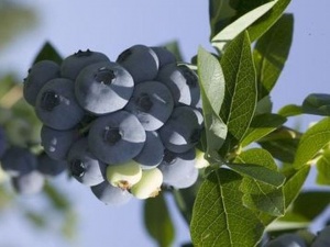 Kultuurmustikas Vaccinium 'Patriot'