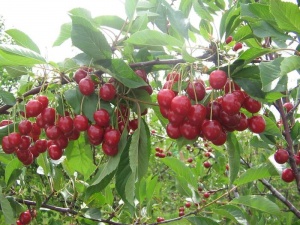 Hapu-kirsipuu Cerasus vulgaris sün Prunus vulgaris 'Dessertnaja Morozovoi'