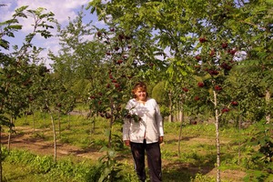 Suuremõõdulised viljapuud