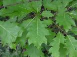 Punane tamm Quercus rubra