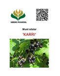 Must sõstar Ribes nigrum 'Karri'