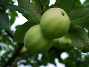 Õunapuu Malus domestica 'Kaja'