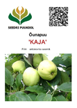 Õunapuu Malus domestica 'Kaja'