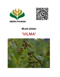 Must sõstar Ribes nigrum 'Vilma'