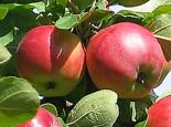 Õunapuu Malus domestica 'Maikki'