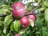 Õunapuu Malus domestica 'Alesja'