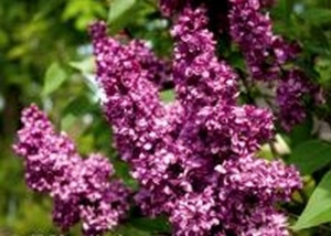 Harilik sirel Syringa vulgaris 'Charles Joly'