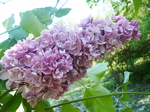 Harilik sirel Syringa vulgaris 'Katherine Havemeyer'