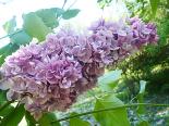 Harilik sirel Syringa vulgaris 'Katherine Havemeyer'