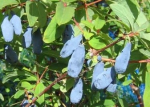 Sinine kuslapuu Lonicera caerulea var kamtschatica 'Duet'