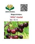 Maguskirsipuu Cerasus avium sün Prunus avium 'Anu'