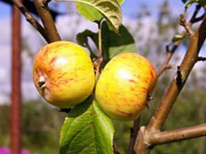 Õunpuu Malus domestica 'Konfetnoje'