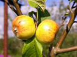 Õunpuu Malus domestica 'Konfetnoje'