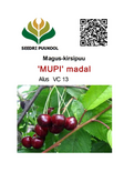 Maguskirsipuu Cerasus avium sün Prunus avium 'Mupi'