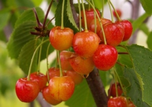 Maguskirsipuu Cerasus avium sün Prunus avium Helgi