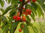 Maguskirsipuu Cerasus avium sün Prunus avium 'Helgi'