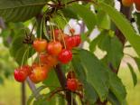 Maguskirsipuu Cerasus avium sün Prunus avium 'Helgi'