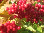 Harilik lodjapuu Viburnum opulus 'Kievskaja sadovaja'