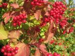 Harilik lodjapuu Viburnum opulus 'Kievskaja sadovaja'