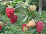 Harilik vaarikas Rubus idaeus 'Herakles'