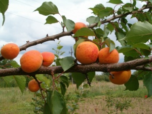 Aprikoosipuu Prunus Armeniaca 'Daiga'
