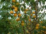 Aprikoosipuu Prunus armeniaca 'Lasma'