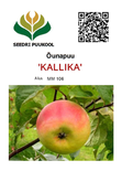 Õunapuu Malus domestica 'Kallika'