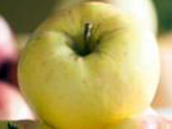 Õunapuu Malus domestica 'Kallika'