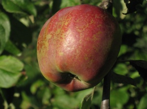 Õunapuu Malus domestica 'Punane Talvenauding'