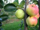 Õunapuu Malus domestica 'Põltsamaa taliõun'