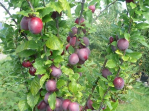 Kultuuralõtša (sammasjas) Prunus 'Kolonnovidnaja'