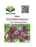 Kultuuralõtša (sammasjas) Prunus 'Kolonnovidnaja'