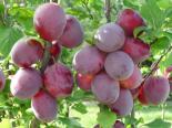 Sammasalõtša Prunus 'Kolonnovidnaja'