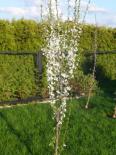 Sammasalõtša Prunus 'Kolonnovidnaja'