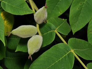 Hall pähklipuu Juglans cinerea