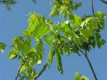 Hall pähklipuu Juglans cinerea