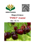 Magus kirsipuu Cerasus avium sün Prunus avium 'Piret'