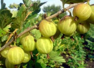 Karusmari Ribes uva-crispa 'Tatjana' sün Uralski bezchipnõi