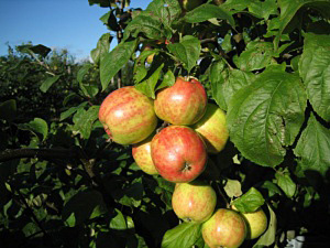 Õunapuu Malus domestica 'Koit'