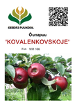 Õunapuu Malus domestica 'Kovalenkovskoje’