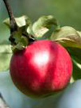 Õunapuu Malus domestica 'Kovalenkovskoje’
