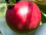 Õunapuu Malus domestica 'Kovalenkovskoje’