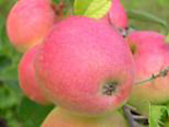 Õunapuu Malus domestica 'Krameri Tuviõun'